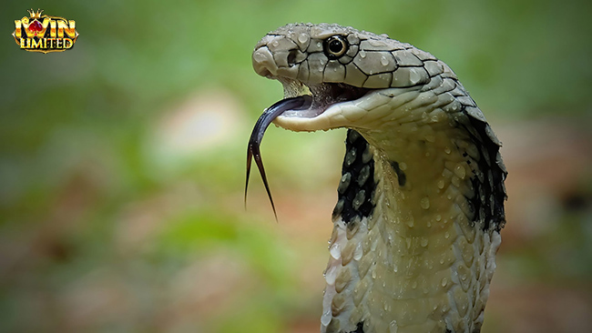 Mơ thấy rắn hổ mang chúa