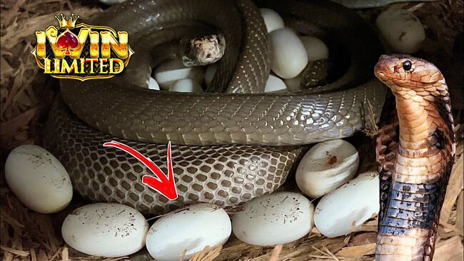 Mơ rắn hổ mang đẻ