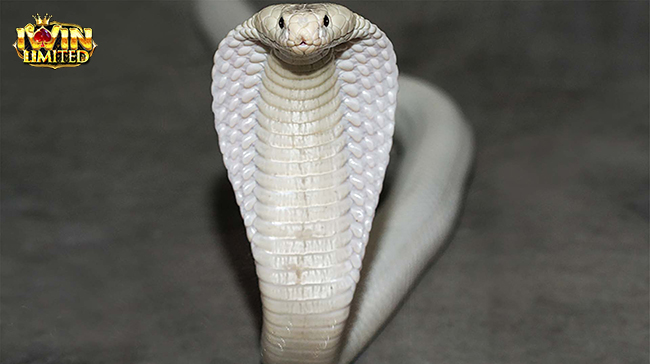 Mơ thấy rắn hổ mang trắng