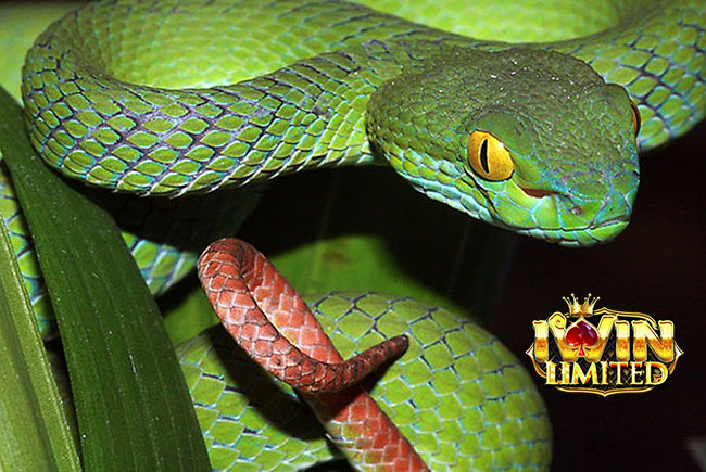 Mơ thấy rắn lục