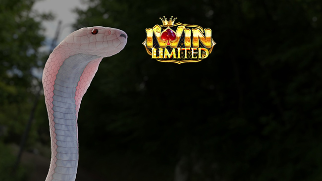 Mơ thấy rắn trắng đánh con gì?