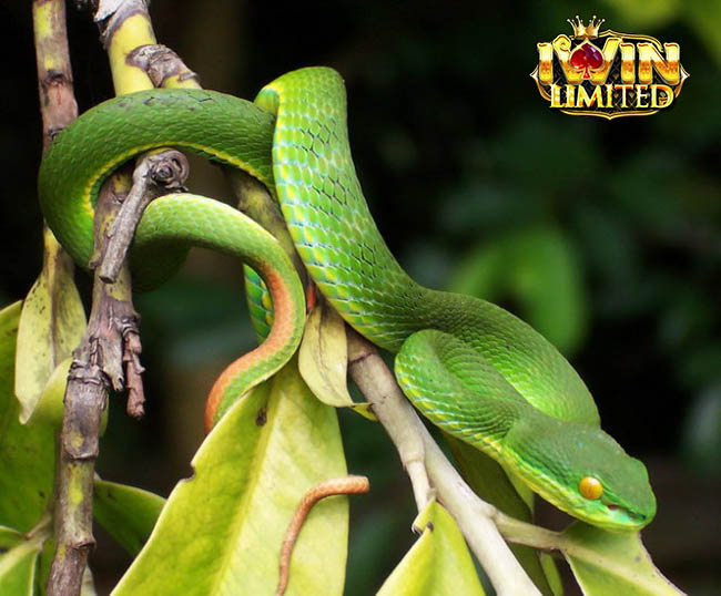 Mơ thấy rắn lục cắn