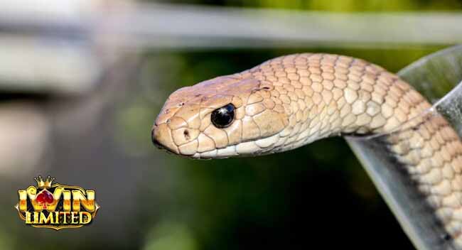 Rắn mọc lại đầu sau khi bị chặt