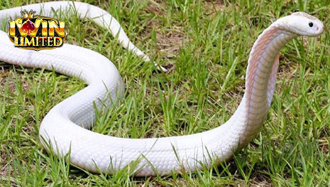 Mơ thấy rắn trắng trong tự nhiên