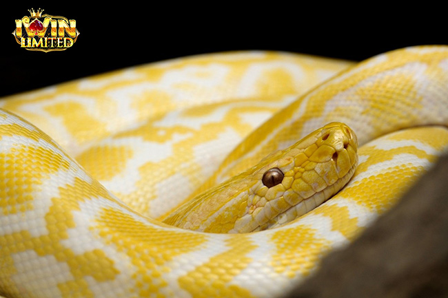 Rắn trắng sọc vàng