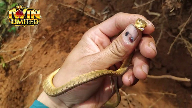 Mơ thấy rắn vàng cắn