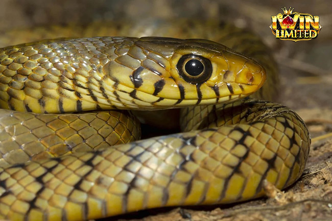 Mơ thấy rắn vàng đen