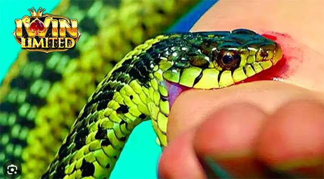 Nằm mơ thấy rắn xanh cắn vào tay