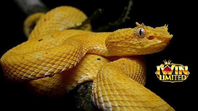 Ý nghĩa mơ thấy rắn vàng là gì?