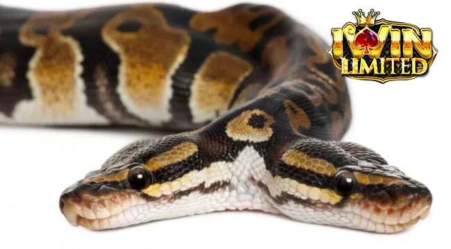 Sợ hãi khi mơ thấy rắn 2 đầu