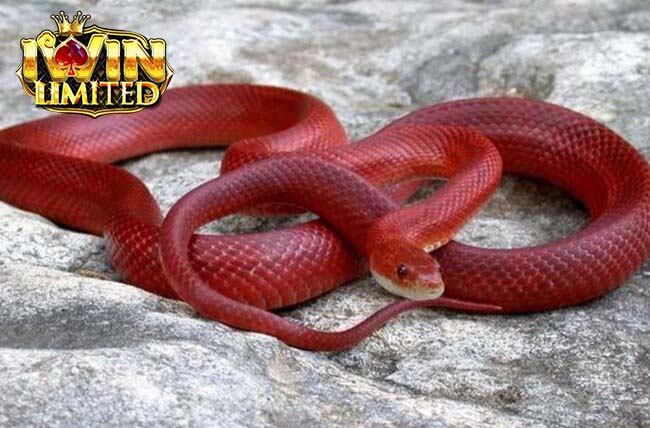 Nằm mơ thấy rắn đỏ đánh con gì