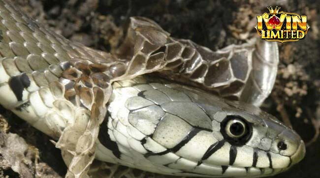 Rắn lột xác là một phần tự nhiên