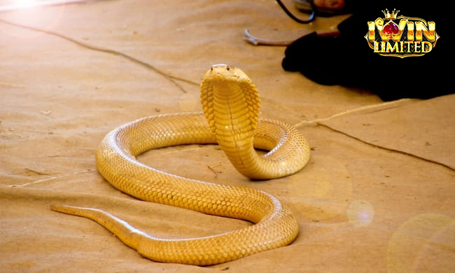 Giấc mơ thấy rắn hổ mang vàng mang đến những ý nghĩa thú vị