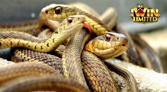 Tổng quan hình ảnh 5 con rắn 