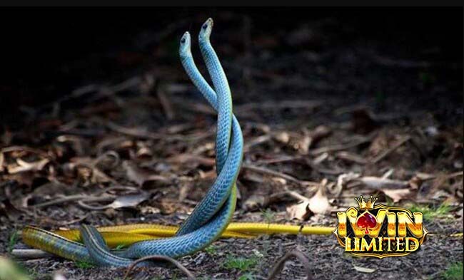 Tổng quan về giấc mơ thấy 2 con rắn quấn nhau