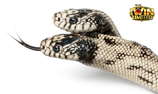 Tổng quan về giấc mơ thấy rắn nhiều đầu