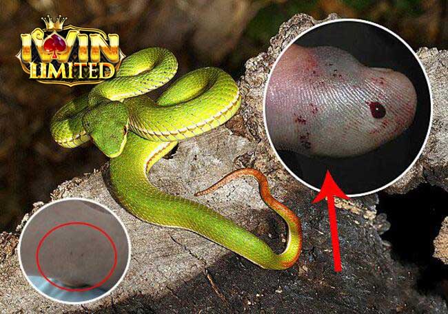 Tổng quan về giấc mơ thấy rắn xanh cắn vào tay