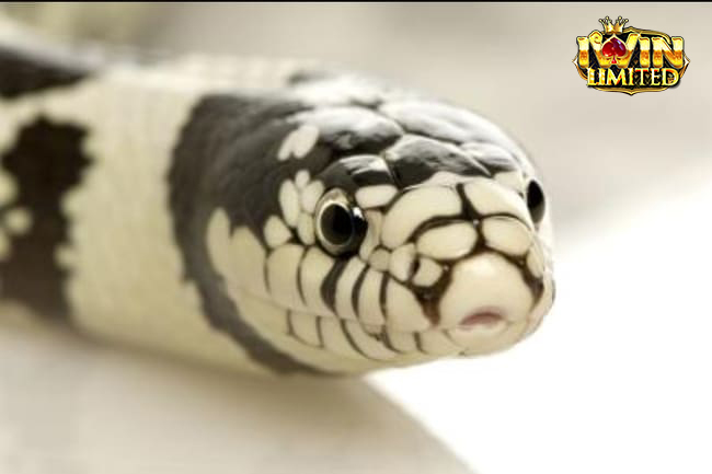 Tổng quan về rắn đen trắng