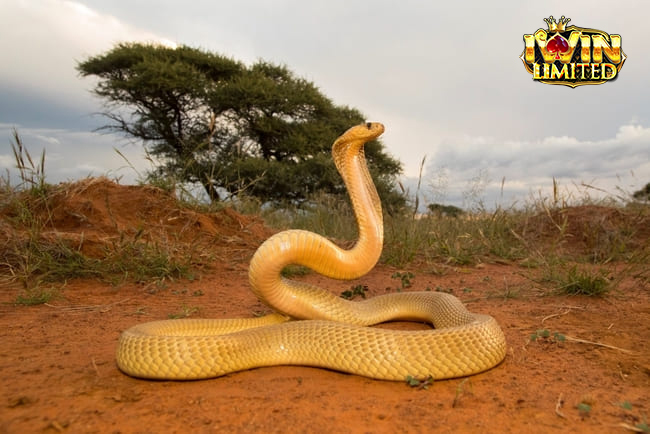 Tổng quan về rắn hổ mang vàng