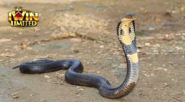 Tổng quan ý nghĩa giấc mơ thấy rắn đuổi