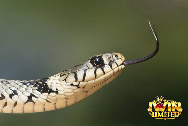 Vai trò của rắn trong giấc mơ