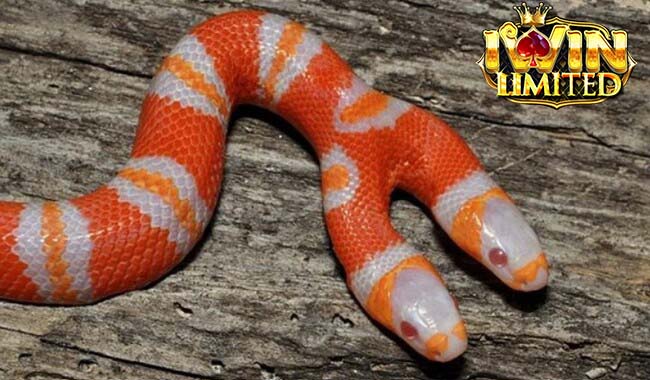 Ý nghĩa của rắn hai đầu trong phong thủy