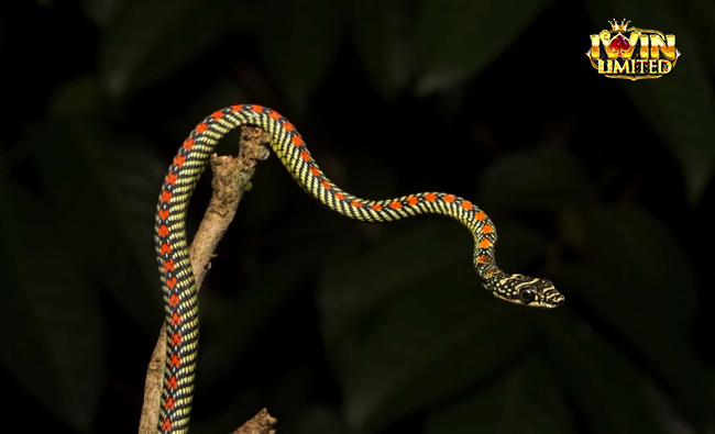 Ý nghĩa sâu xa khi mơ thấy rắn bay