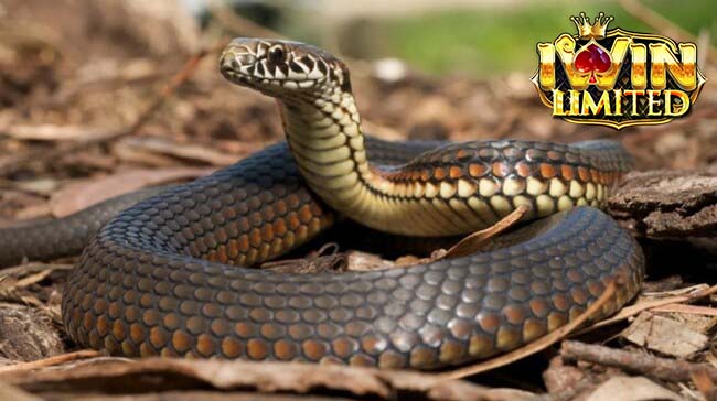 Ý nghĩa tổng quan của giấc mơ thấy rắn