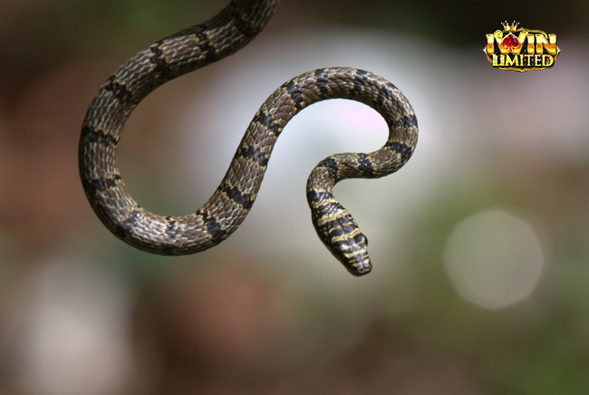 Ý nghĩa truyền thống và hiện đại của hình ảnh rắn bay