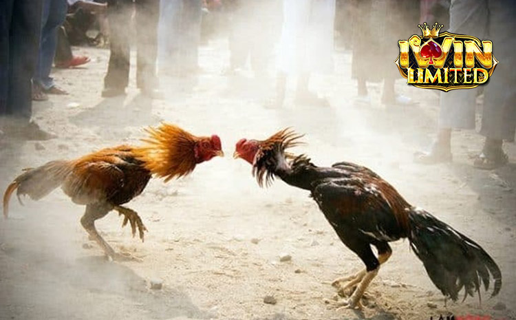 Tại sao nên chọn iWin để chơi đá gà?