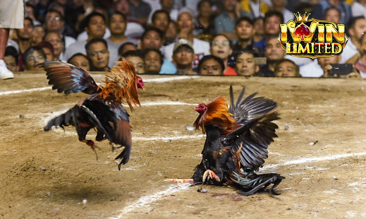 Tìm hiểu luật chơi đá gà tại iWin