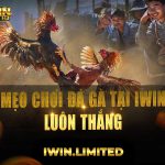 Chia sẻ top mẹo chơi đá gà tại iWin luôn thắng từ dân chuyên