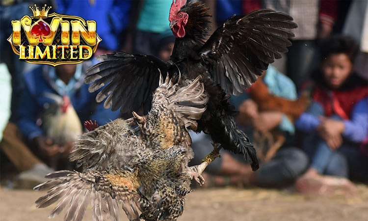 Mẹo chơi đá gà tại iWin luôn thắng từ cao thủ