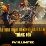Giới thiệu top 4 vật may mắn để chơi đá gà iWin Club thắng lớn