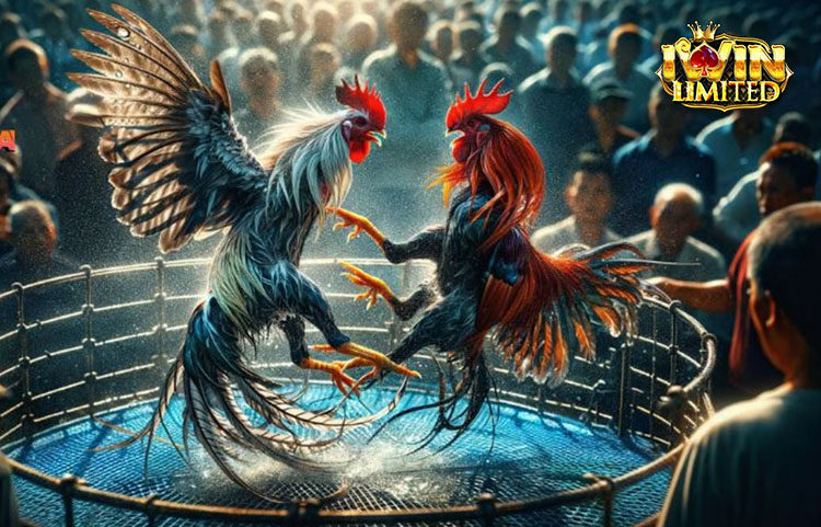 Cách tính điểm và xác định thắng thua khi chơi đá gà iWin